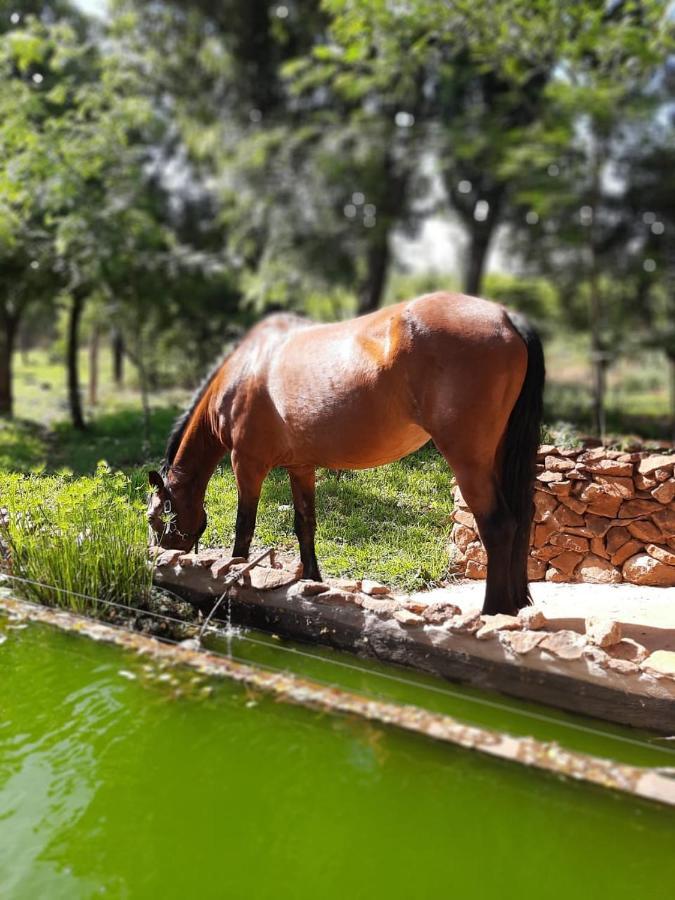 Little Forest Farm Magaliesburg Exterior photo
